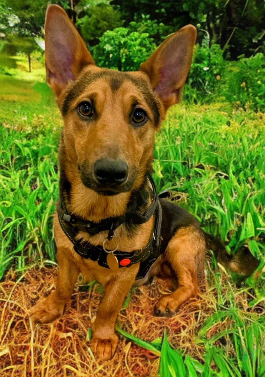 PoppyEmma23's tweet photo. @carolinejtrulit This is a Corgi x GSD who is up for adoption in Portsmouth, UK https://t.co/jsNfyA3Wsd