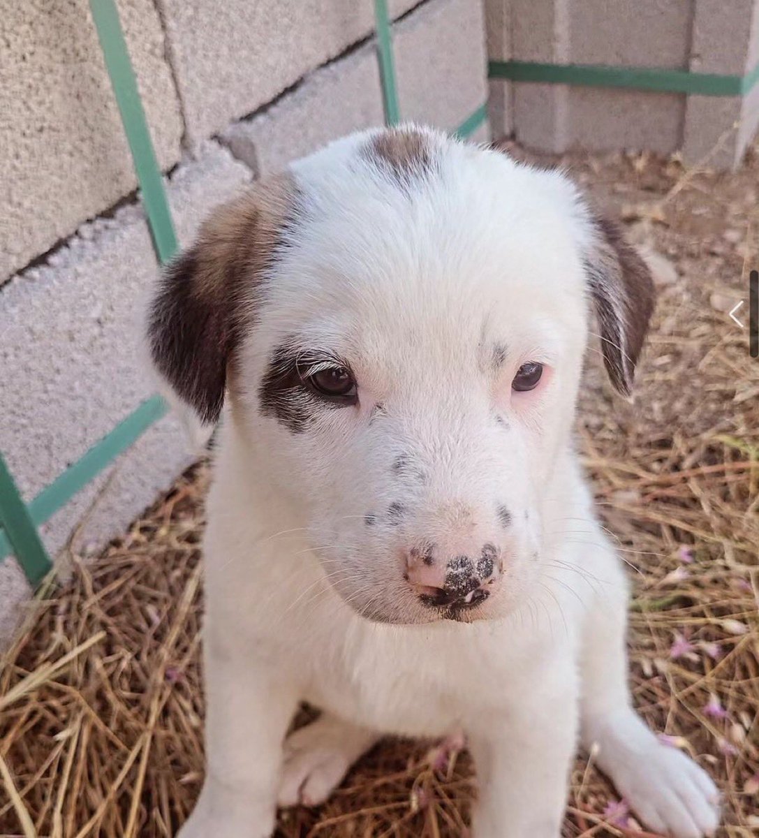 Bu güzel burunluya yuva lazım kardeşleri bu sabah ölmüş gençlik hastalığından..:(( rica etsem paylasabilirmiyiz..
Ankara

@toprakcm88