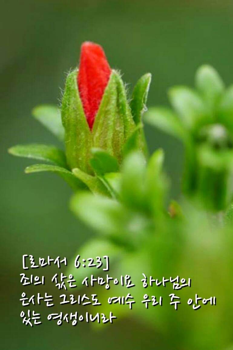 [로마서 6:23] 죄의 삯은 사망이요 하나님의 은사는 그리스도 예수 우리 주 안에 있는 영생이니라