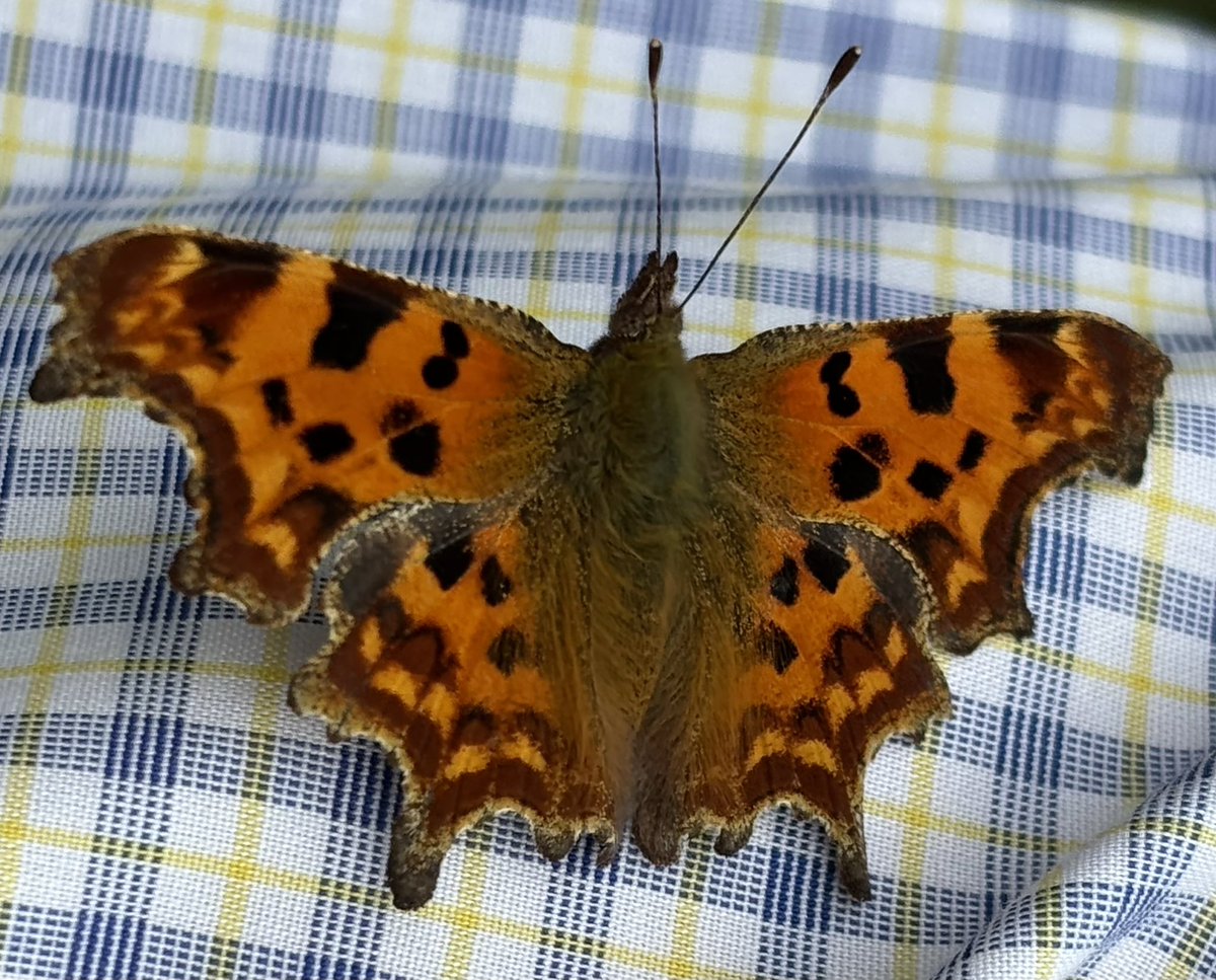 edmondslyn's tweet photo. A beautiful #butterfly visitor to our garden yesterday - preferring to rest on a shirt before passing through
#CommaButterfly #Cambridgeshire https://t.co/zUuNyzSE18