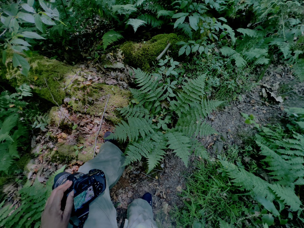 NaiboVisuals's tweet image. GM Frens!🙋🏾‍♀️

Greetings from out here! 

Having a proper, much needed reset! 

Wishing you well! ✨🤎✨

#patternsinnature