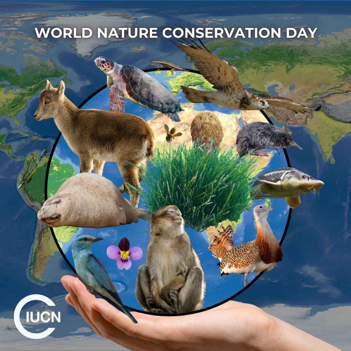 🌿 On this World Nature #Conservation Day, we celebrate the incredible diversity of our natural world while recognizing the urgent need to protect it. 

🐟Explore our journey and learn how we are working to preserve the #Mediterranean: portals.iucn.org/library/node/5…

#unitedfornature