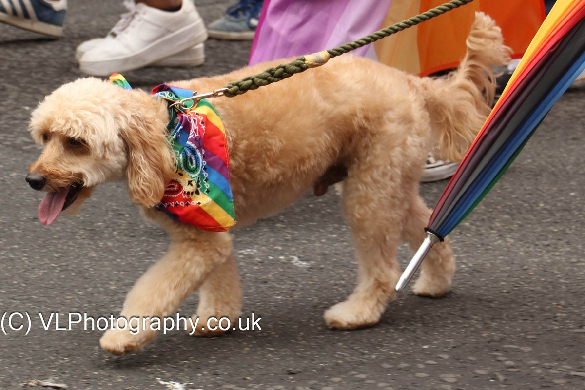 VLPhotography_'s tweet photo. #Pride #PrideLiverpool #DogsAtPride https://t.co/zp6Ds1DnIj