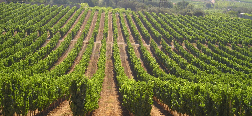 Viticultores de Castilla-La Mancha al borde del abismo: Arranque de viñedos y destilación de crisis, las propuestas para salvar al sector vitivinícola manchego. vinetur.com/2024072780981/…