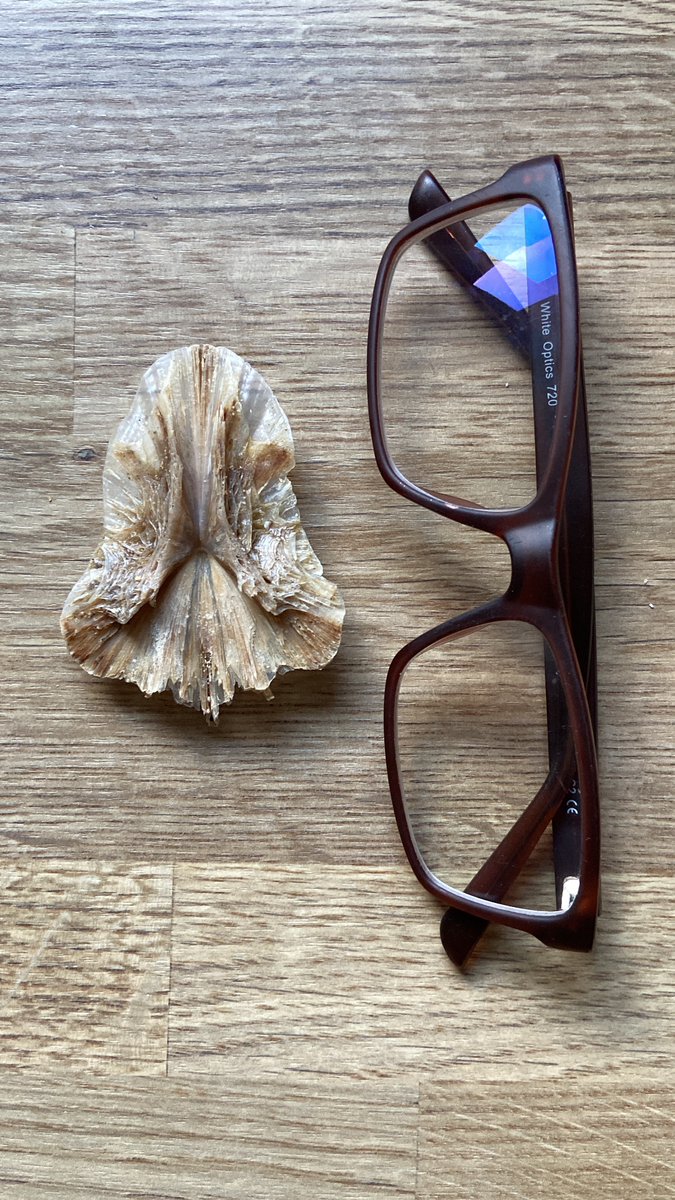 Hi <a href="/peediepuss/">Martin Gray</a> I’ve already checked with <a href="/cmarieriley/">Christina Riley</a> and we have no idea what this is… (glasses for size reference) please could you help?