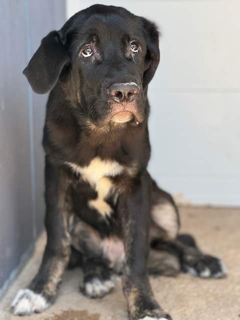SilviaMylo's tweet photo. Gordito tiene 5 meses y no es pequeño, es un mastincito
Lo encontraron vagando por las calles  abandonado 😢
Ninguna criatura no dañina de ninguna especie debería tener en su cara algo diferente a una sonrisa 😢💔
adopcioneshuellas@gmail.com
Ciudad Real https://t.co/OJMeVNYPas