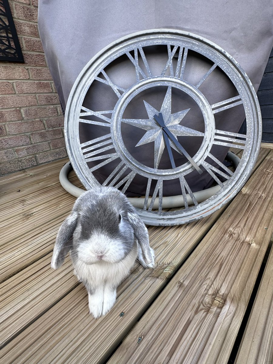 ✨ Jay 🇨🇦+ Lucy🐕‍🦺 + Lord Braxton-Paevey 🐰✨ tweet media
