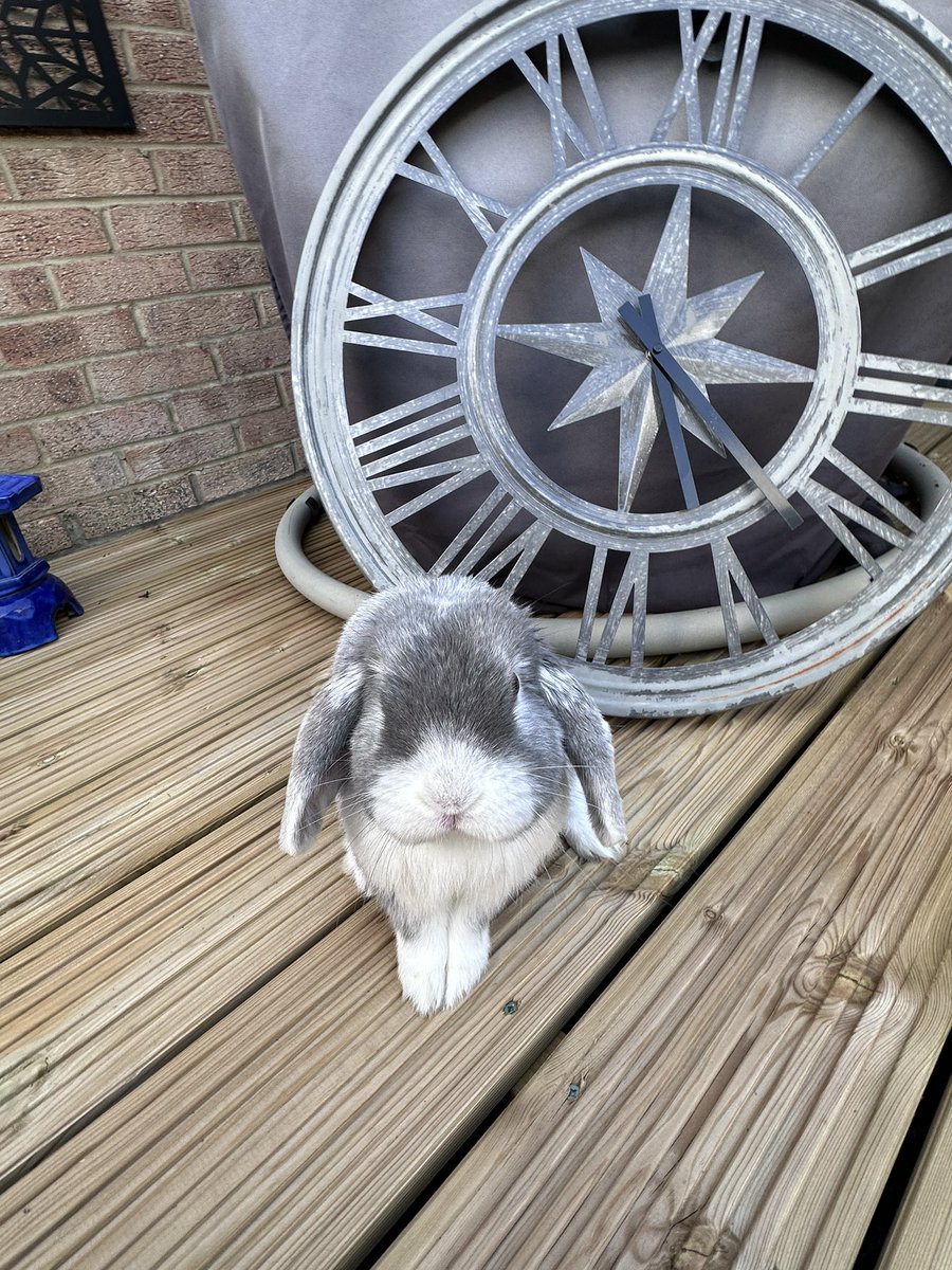 ✨ Jay 🇨🇦+ Lucy🐕‍🦺 + Lord Braxton-Paevey 🐰✨ tweet media
