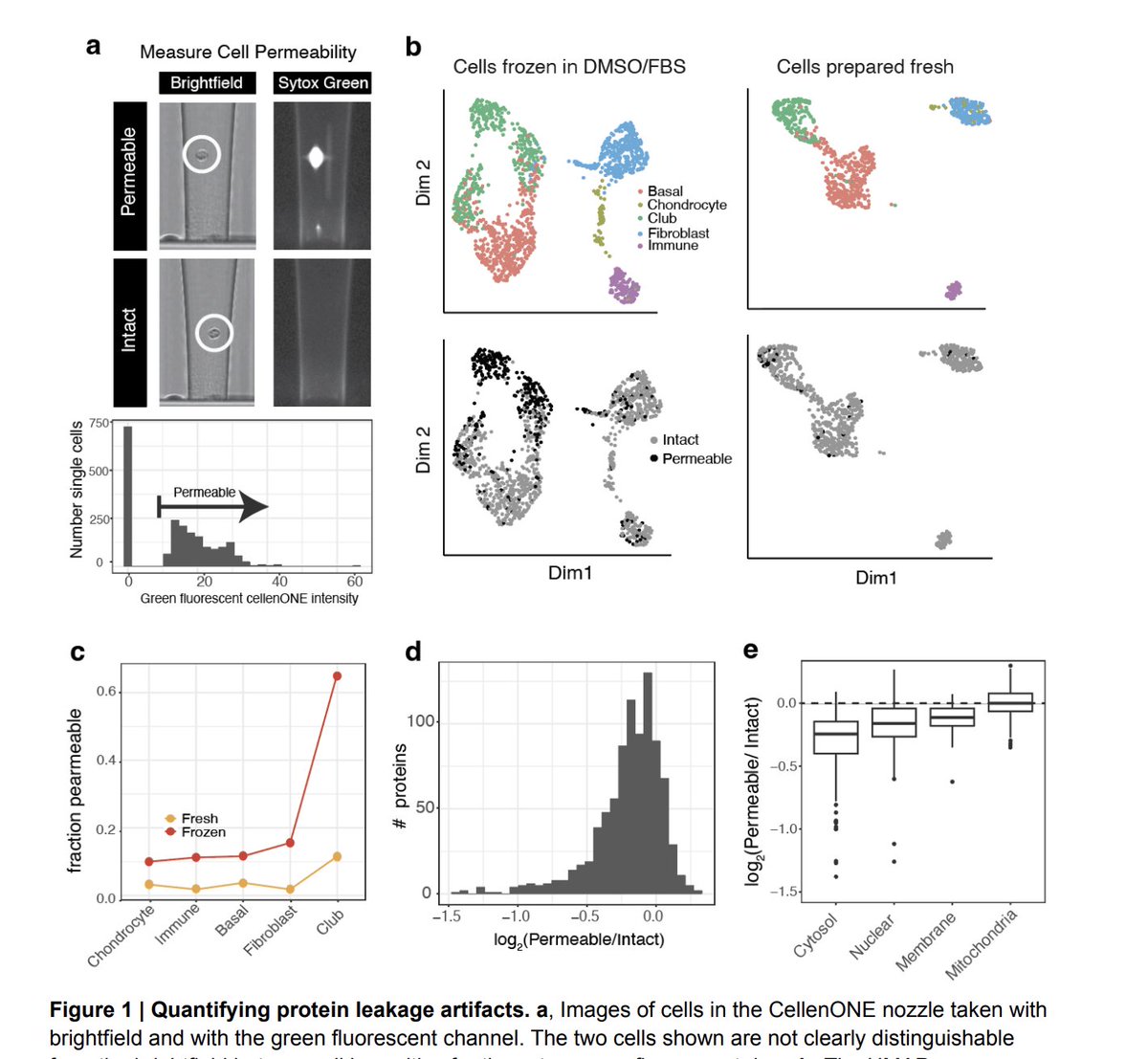 Slavov Laboratory (@slavovlab) on Twitter photo A new preprint:
While analyzing proteomes of cells from mammalian tissues, <a href="/_AndrewLeduc/">Andrew Leduc</a> identified protein leakage from permeabilized cells.
We identified clear patterns that can be used to detect & mitigate this issue:
biorxiv.org/content/10.110… A new preprint:
While analyzing proteomes of cells from mammalian tissues, <a href="/_AndrewLeduc/">Andrew Leduc</a> identified protein leakage from permeabilized cells.
We identified clear patterns that can be used to detect & mitigate this issue:
biorxiv.org/content/10.110…