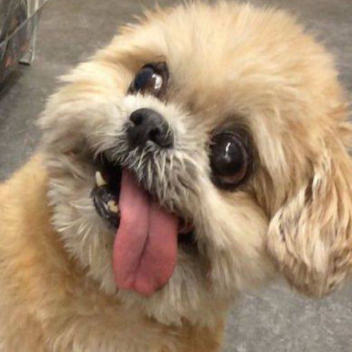 <a href="/SolanaPrincess/">👑 SOL PRINCESS 🛡️</a> #retardog started from 10k and reached up to market cap and reached to market cap of 120k in few days and definitely has potential to surpass million in future! <a href="/retardogcto2/">#Retardog CTO</a>