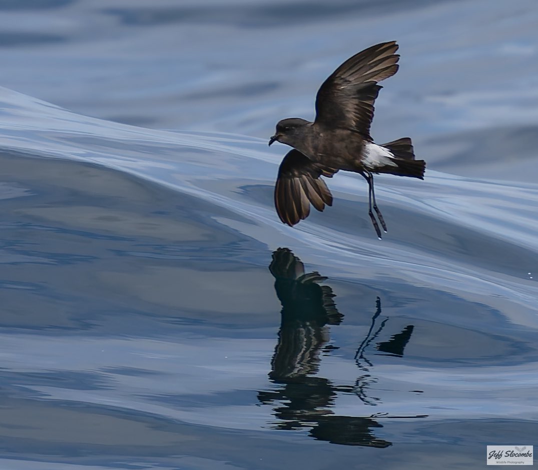 Jeff Slocombe tweet media