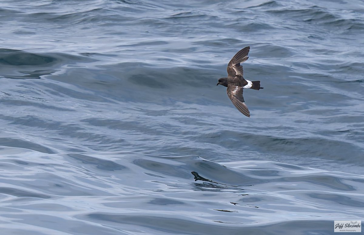 Jeff Slocombe tweet media