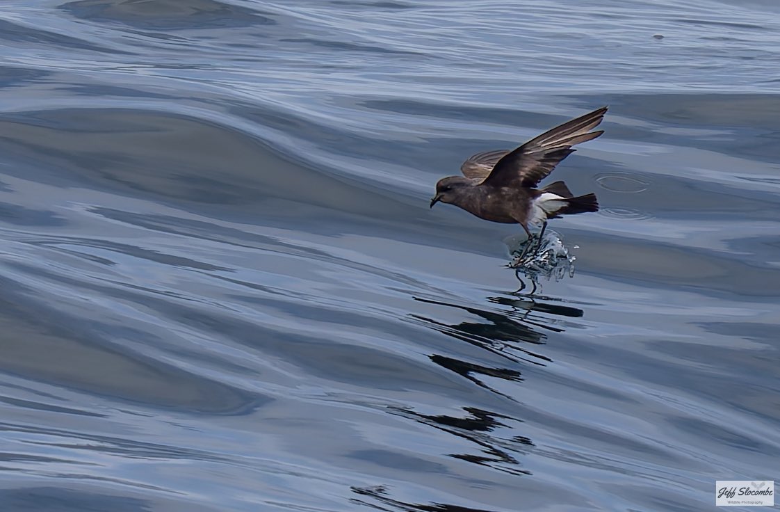 Jeff Slocombe tweet media