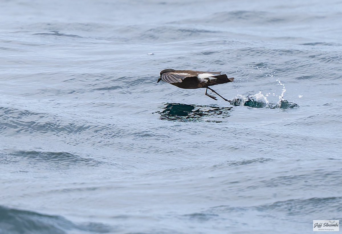 Jeff Slocombe tweet media