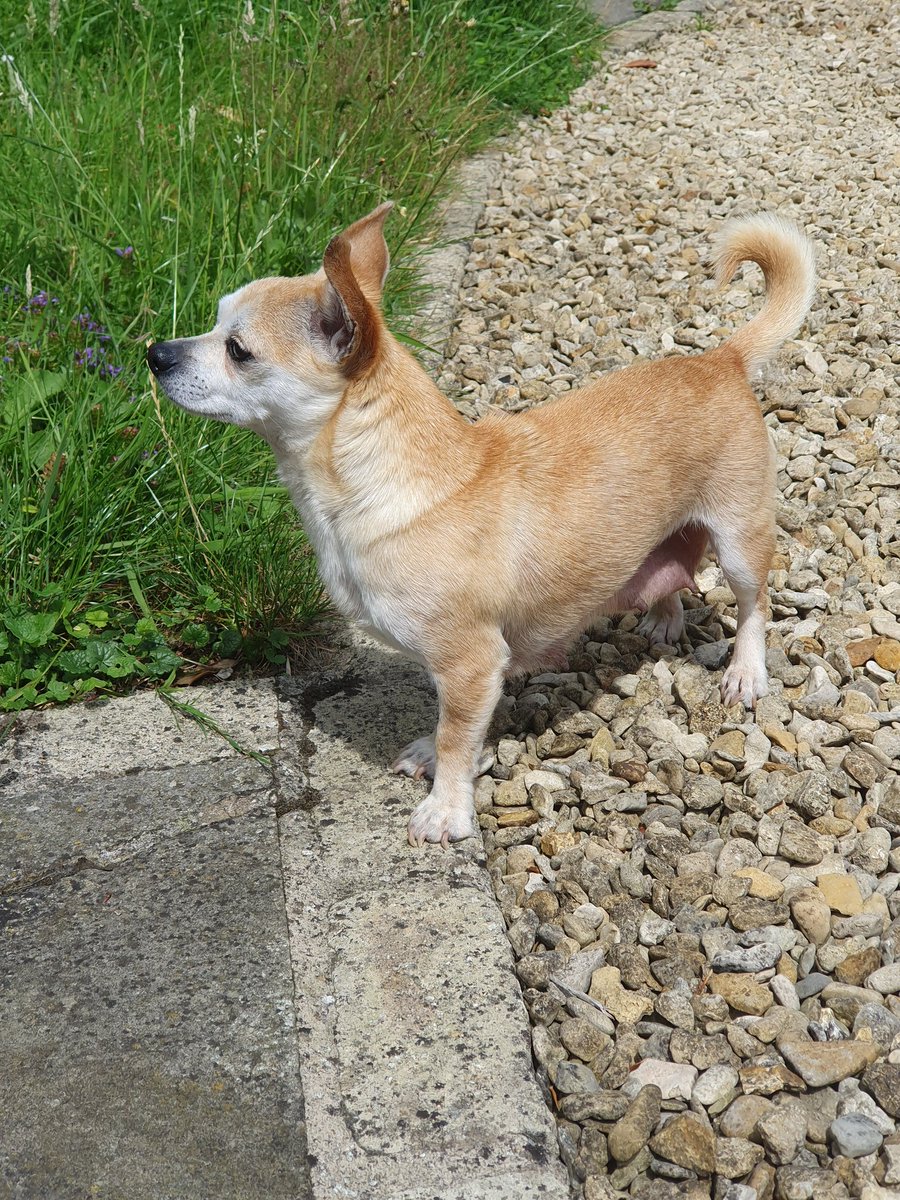 grassebath's tweet photo. So glad to #rescue this little one, she's now living her best life 🙏🏻❤️ #dog #dogs #dogsoftwitter #rescuedog #doglovers #chihuahua #rescuinganimals #love https://t.co/f9HGPmn3PY