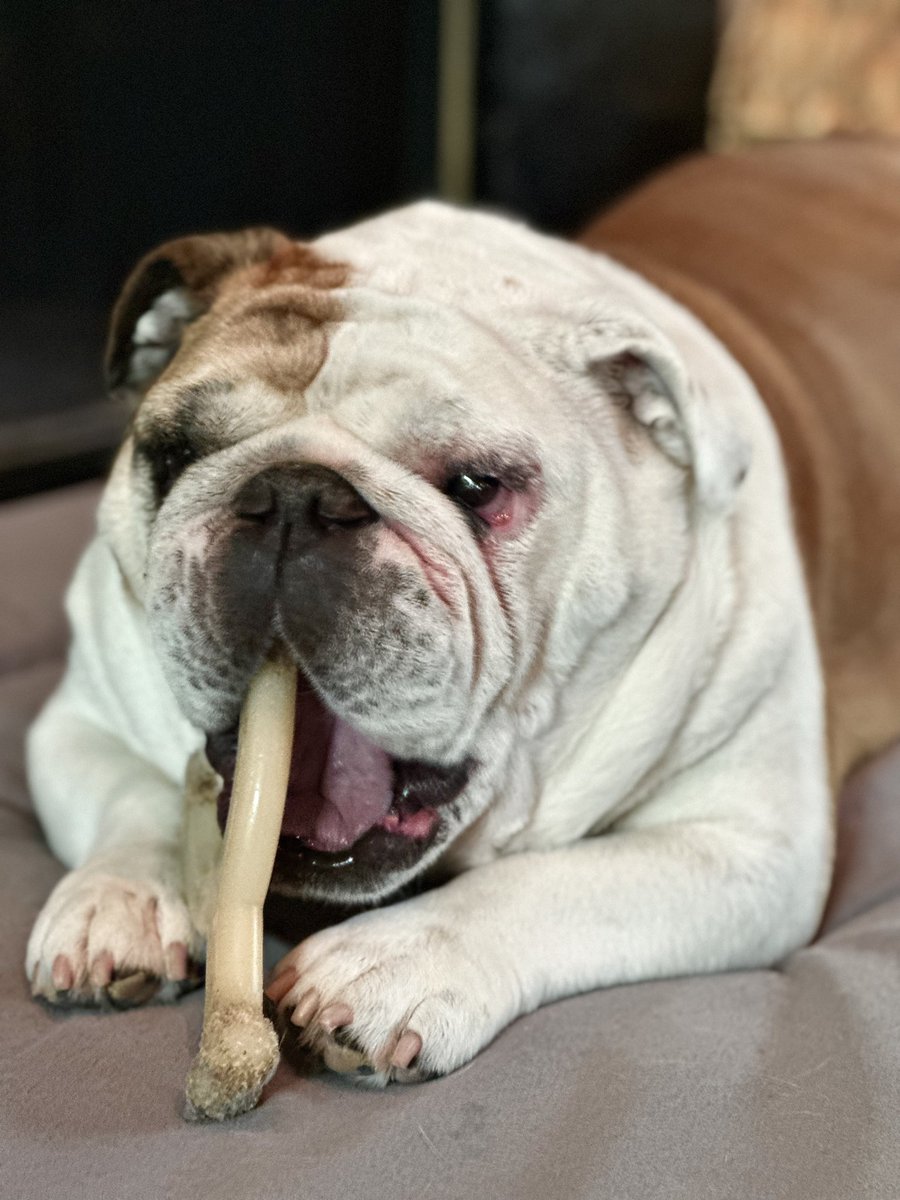 Sometimes there’s nothing better than a good chew toy‼️