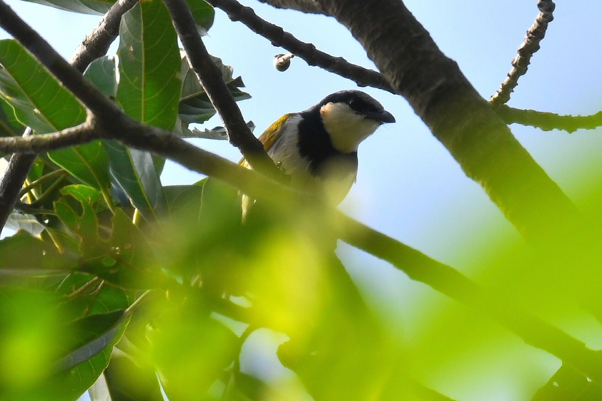 L’importance d’un seul arbre ne peut être surestimée. À Bombo Lumene, cet arbre a attiré six espèces d’oiseaux différentes, toutes attirées par ses fruits. Les espèces sont le spréo améthyste, le zostérops jaune, le tchitrec à ventre roux, et le bulbul à collier noir.