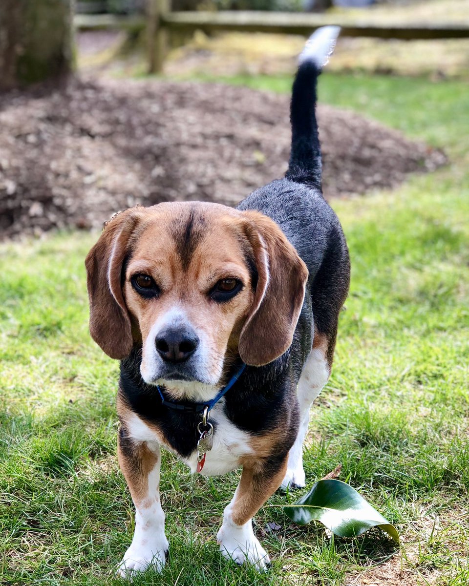 NigeltheBeagle's tweet image. Today would've been Nigel's 13th birthday- I miss teenage Nigel so much 😥