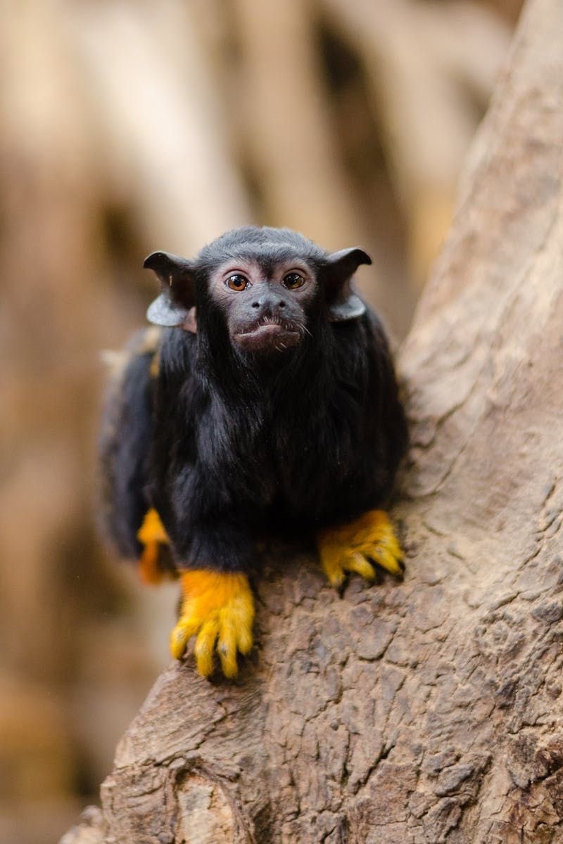 LaRealCazMaz's tweet photo. I found out about Red-Handed Tamarins. They're like actual goblins. https://t.co/ZAWqyWxN4v