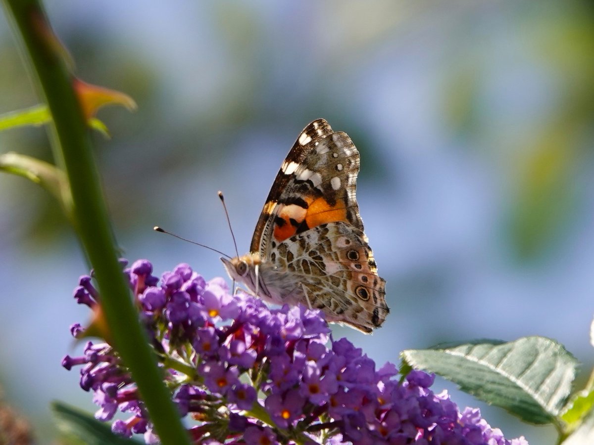 Janice Sutton tweet media