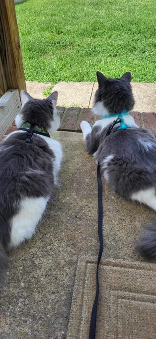 Getting my babies used to their new harnesses before I take em on a long road trip 🩷  (Puppy in blue