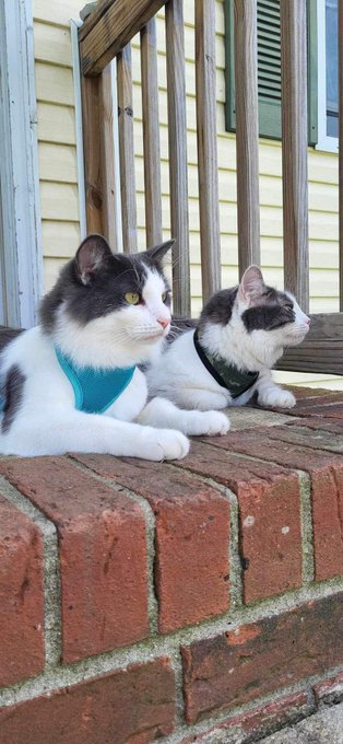 Getting my babies used to their new harnesses before I take em on a long road trip 🩷  (Puppy in blue