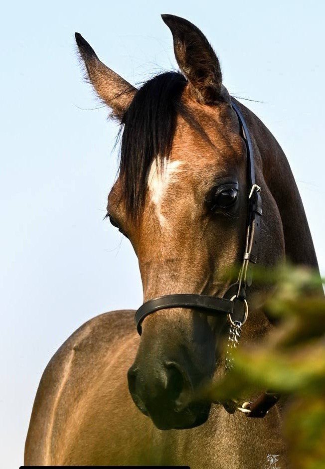 عساها تأتي كما تمنينا