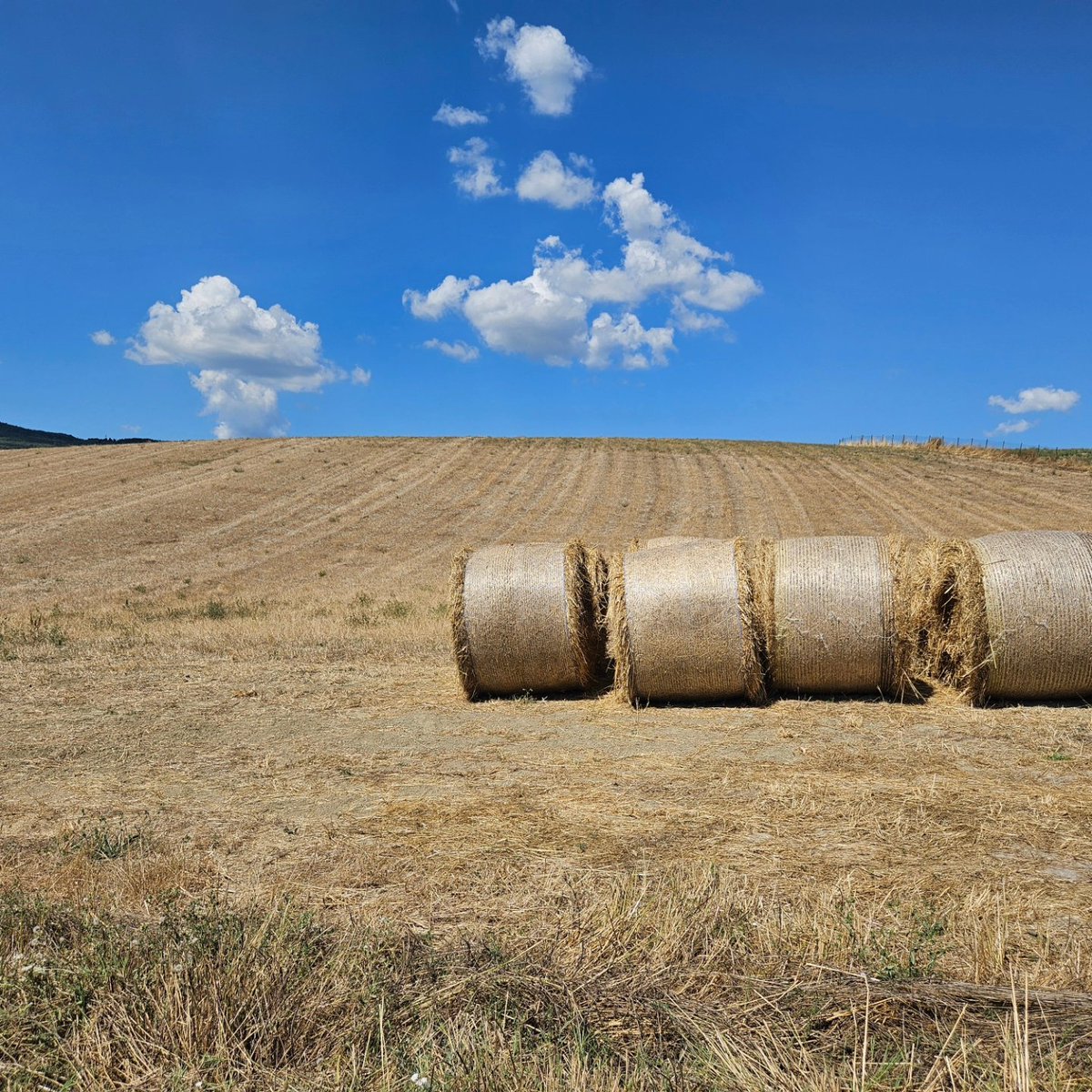 Miran2106's tweet photo. Paar dagen in de heuvels van Lajatico, Toscane; veel natuur en dagje cultuur in Volterra https://t.co/qwwZk72wqn