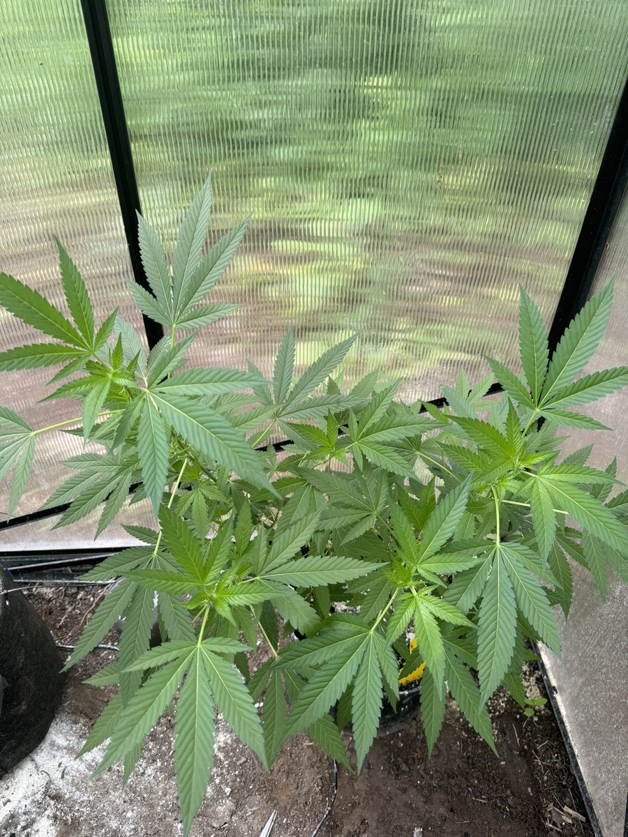 Stickee_Ickee's tweet photo. #ForbiddenFruit🍒🍇 — 3 weeks after vaca update:

It’s almost like they do better when you leave them alone!! Works for me, Lazy Gardening is the goal🌳♥️

#FirstGrow #Rookie #GrowYourOwn #Unsupervised #VacationRig https://t.co/aByRdCgjXa