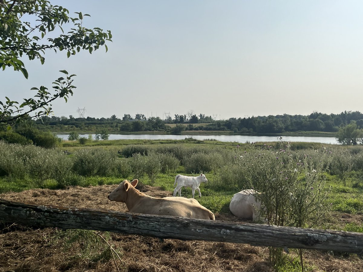 Best thing about checking the cows in Almonte is sometimes we get a treat at Cheeky Chippy, Everton’s favourite fish and chips 💙 <a href="/k_lyons55/">lyons🇨🇦</a> #supportlocal  #checkingcows #raisinglittlefarmers