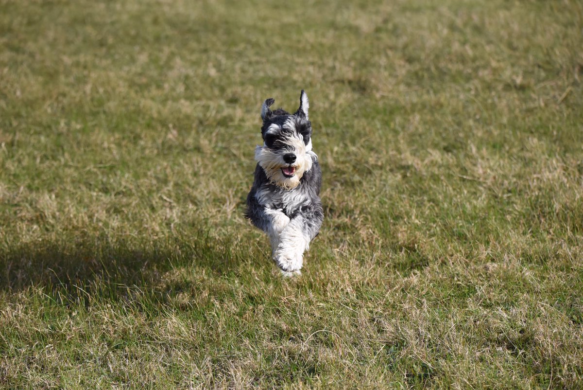 Mebbe beard force 10 but iz schtill good zoooooomin wevver. 

Allo #schnauzergang pals from Gemmybrook. 

#arlo 

<a href="/HamishShortie/">Shortie.Hamish</a>