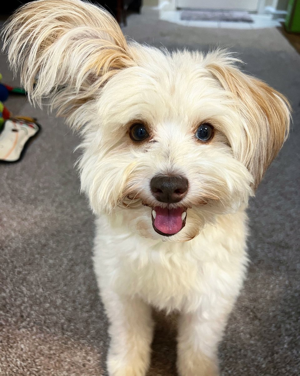 Happy 8th #birthday to little Enzo Bear! #happybirthday #dogsoftwitter #birthdayboy