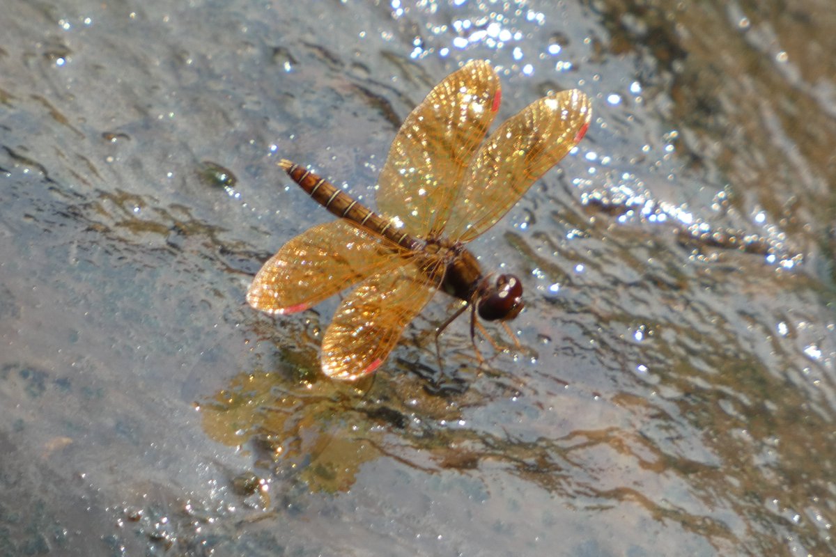 mawgdn's tweet photo. Eastern #Amberwing, today at Clove Lakes Park #birdwatching 😉 https://t.co/i3EYlVfrVX