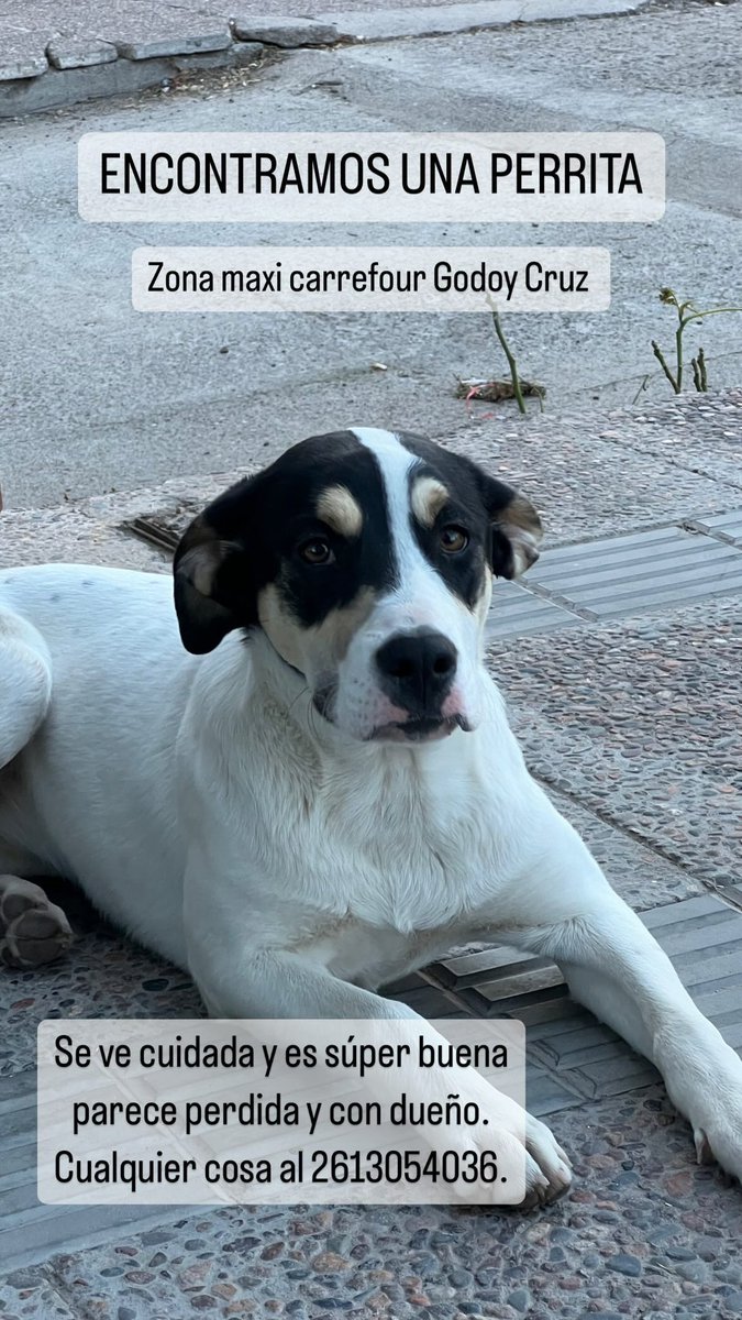 BUSCAMOS A SUS DUEÑOS O ADOPCIÓN RESPONSABLE. Difundan porfa.