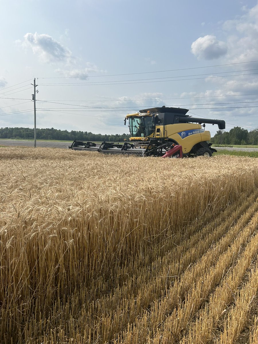 farmingfrank's tweet photo. Its a start to #harvest24 new to us combine going good so far and good wheat yields! #ontag @NewHollandAG https://t.co/Od5ycQAnDn