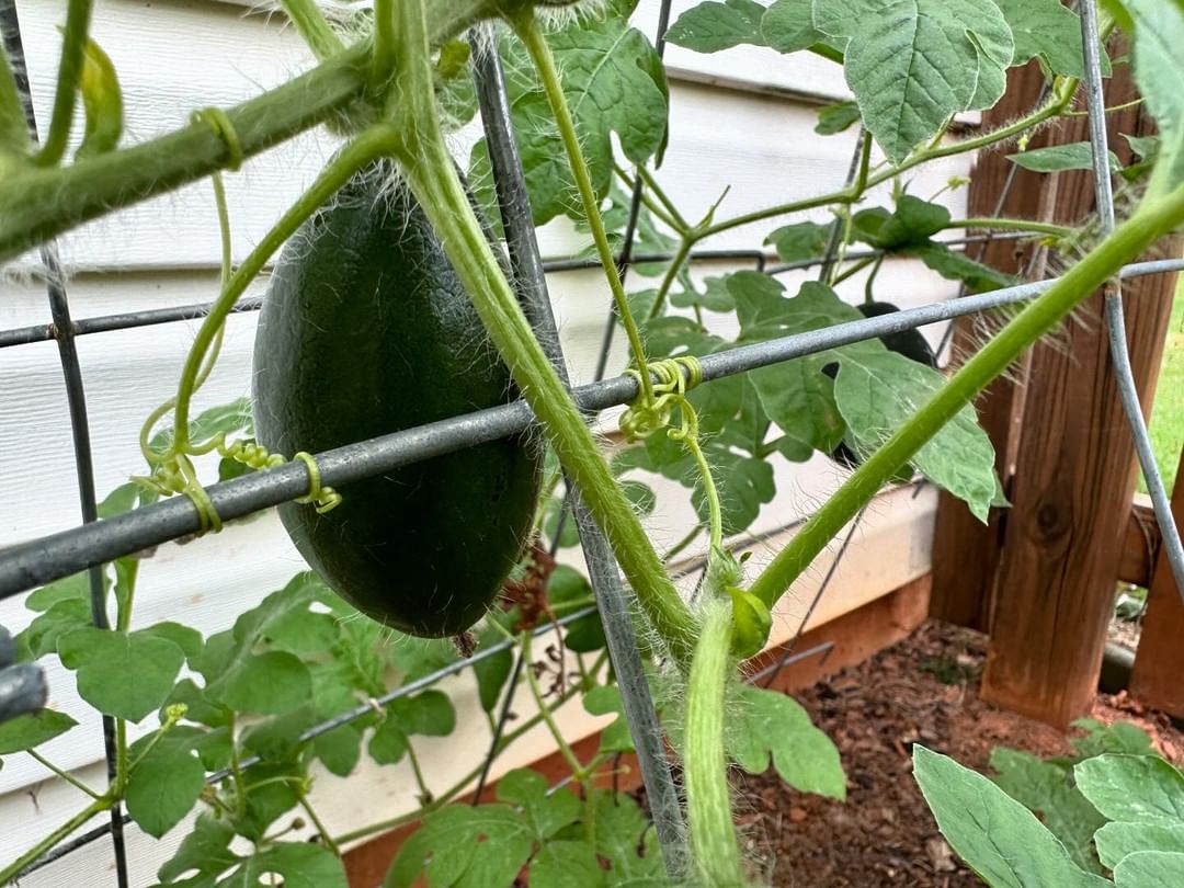 Little watermelon, lol