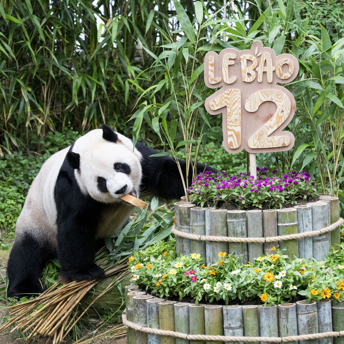 withEverland's tweet photo. 🐼러부지 12번째 생일파티 했지오🎂 

늘 우수에 젖은 눈빛으로 
임오 삼툔을 사로잡는 러부지..💚 
앞으로도 지금처럼만 즐겁게 지내자😘  

러바오, 생일 축하해🤎  

#러바오 #생일축하해 #20120728 https://t.co/Pp02uDWEMR