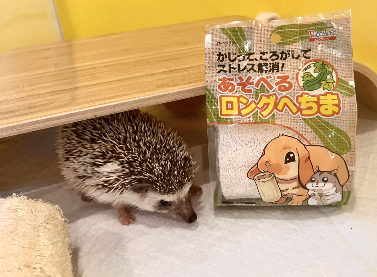 ハリネズミトンネル　オレンジ ハリネズミトンネル オレンジ 【公式通販】