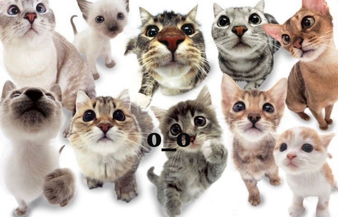 whats_ca's tweet image. 