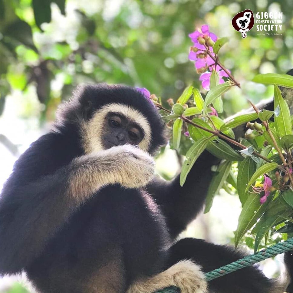 Gibbons Daily tweet media