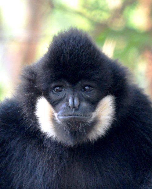 Gibbons Daily tweet media