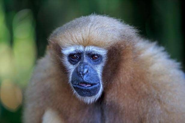 Gibbons Daily tweet media