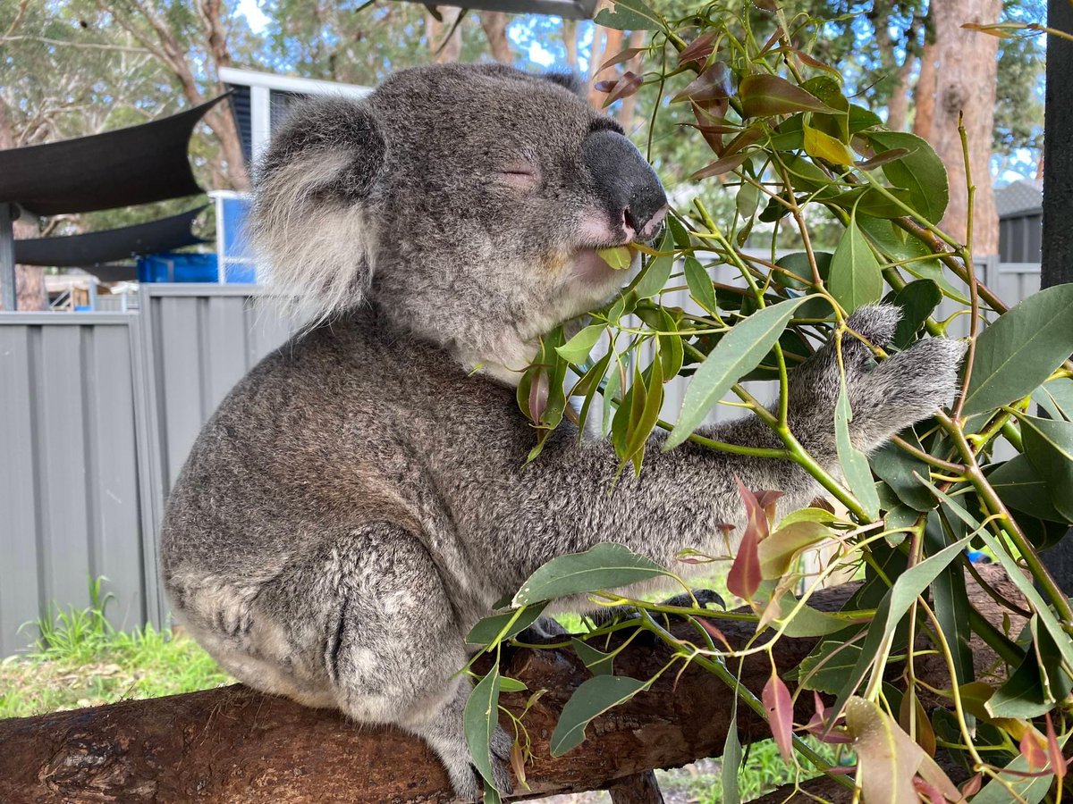 The face of pure joy!🐨

Eddie is looking quite content with his yummy leaf that his carers gave him this morning. 🌳🍃

Eddie is spoilt for choice with all that tippy leaf