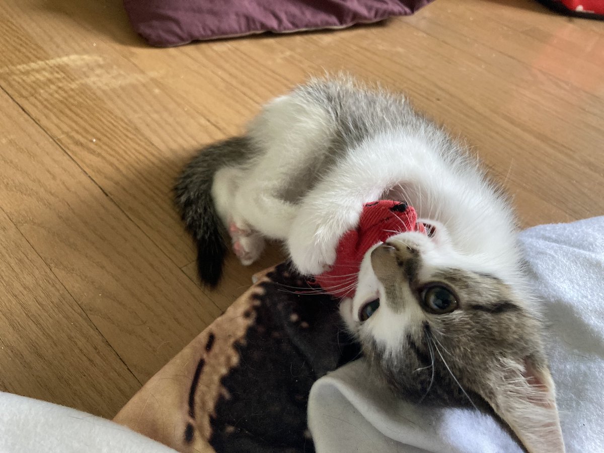 Mr. Cheese tweet media