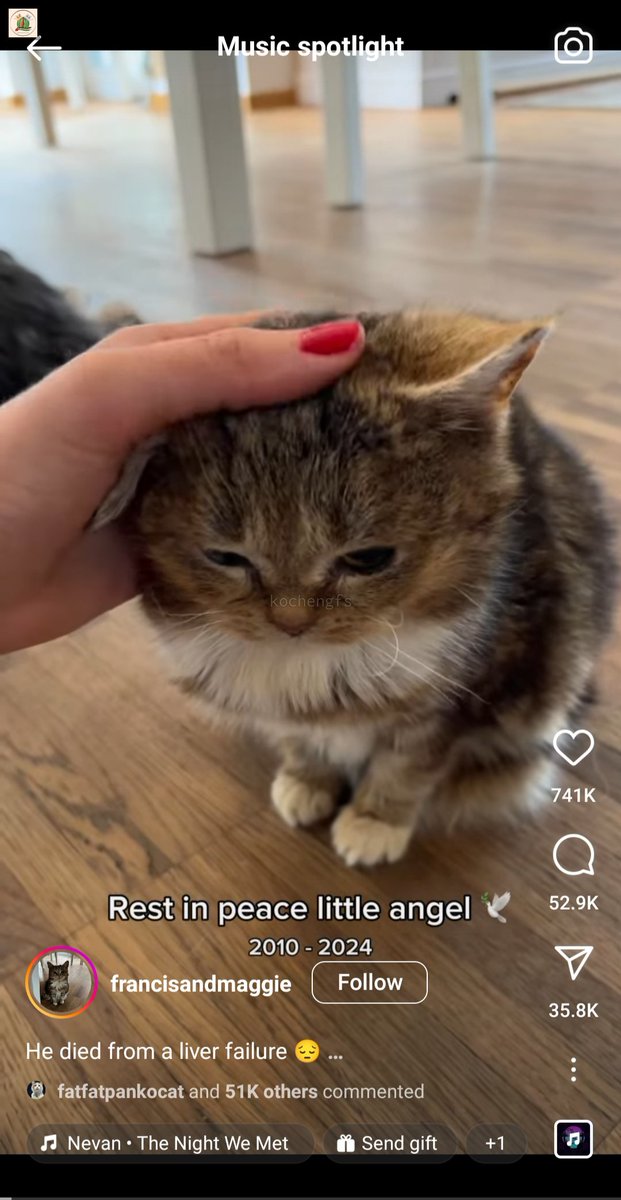 Kcg! Gaes kabar duka.

kalian tau francis kucing yg punya dwarfism dan usianya udah tua banget. Dia udah di jembatan pelangi ges. Dia meninggal karena liver yg udah rusak