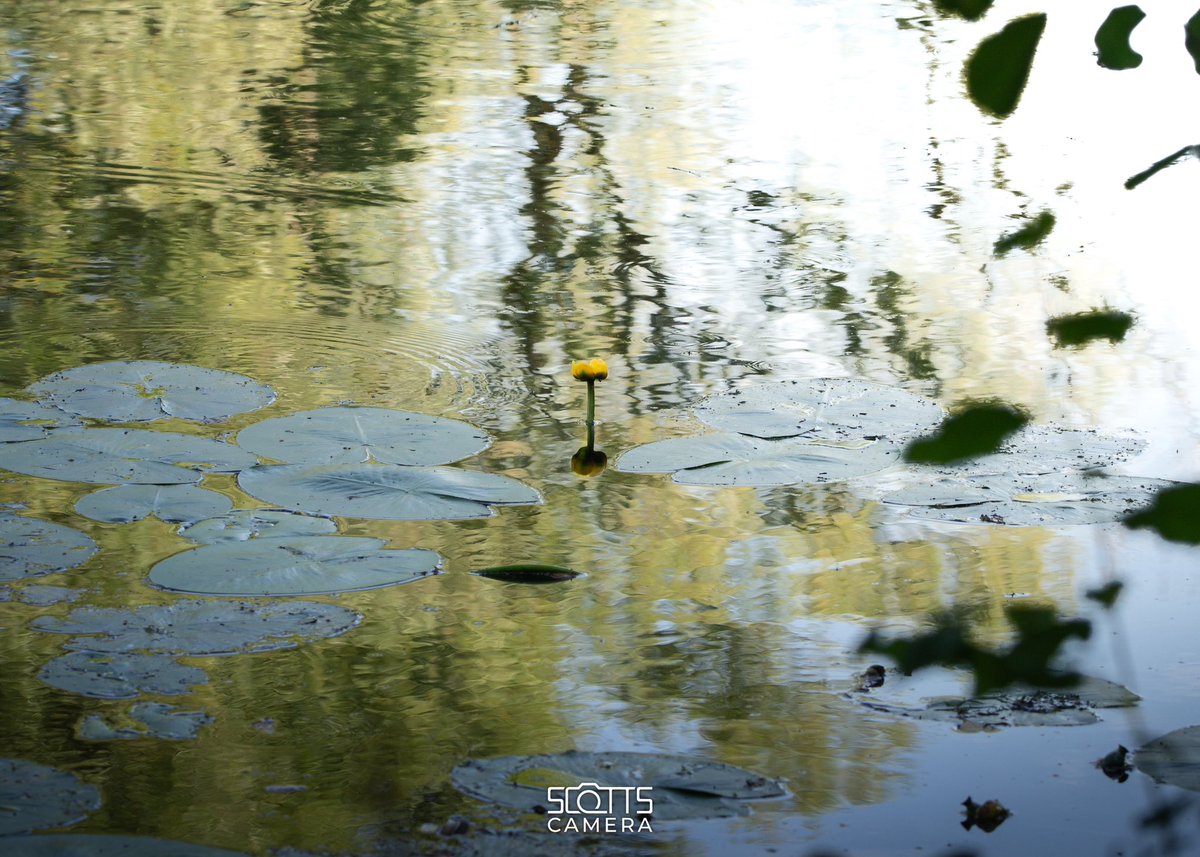 scotts_camera tweet media