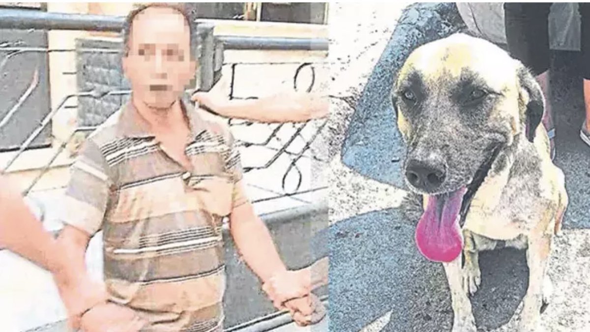 Mahallenizdeki köpeklerinize sahip çıkın neden mi ? İzmir’de 10 yaşındaki çocuğu kaçırmak isterken, sokak köpeğinin havlayarak mahalleliye haber vermesi üzerine yakalanan R.F. 21 ay hapis cezasına çarptırılmıştı unutmayın bunları #YasaDeğilCinayet
#VicdanınSesiAnkarada