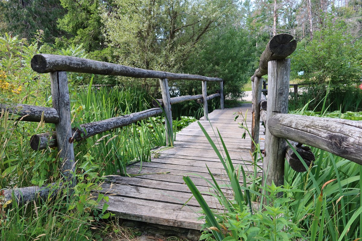 WalkingTrek's tweet photo. Il bellissimo stagno delle rane.🐸
#frog #rane #stagno #animali #youtubeitalia 

#YouTube video.
https://t.co/GGK8jUpzrs https://t.co/Parb7k0a9e