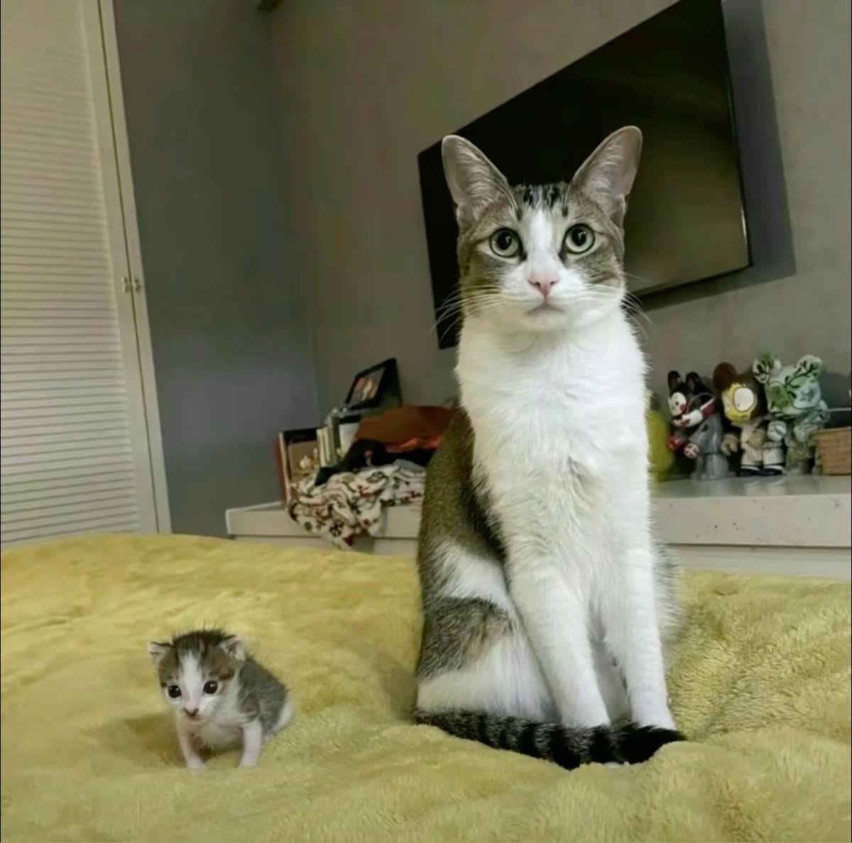 PunchingCat's tweet image. bro was just born