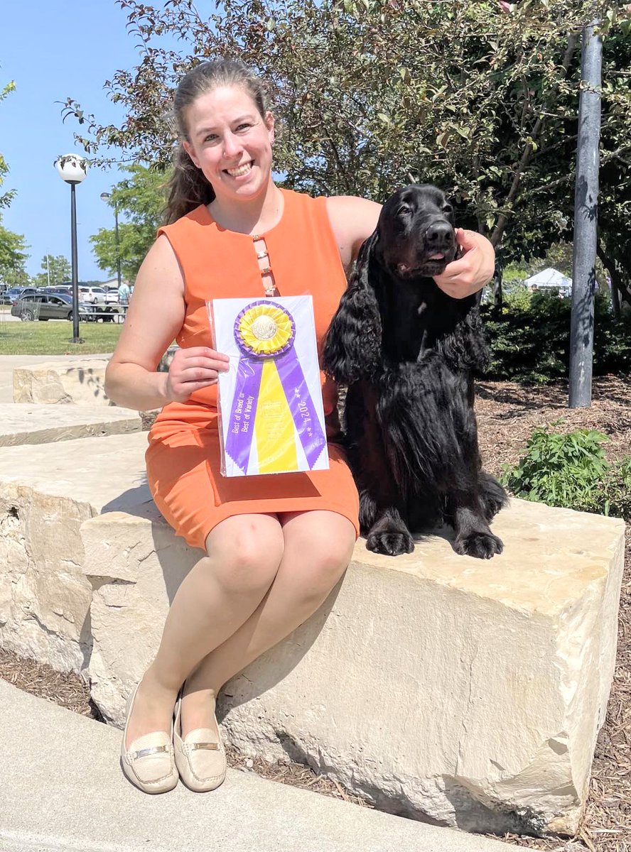 lyricrun's tweet image. Proud dog mom. Best of breed today and a veteran Group 3 💜💛 "Oscar" #fieldspaniel